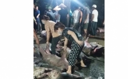  T&acirc;y Đ&ocirc;: Hỗ trợ giải cứu lợn do s&eacute;t đ&aacute;nh