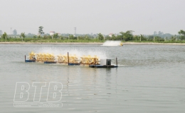Vũ Thư: Chuyển đổi 225ha đất trồng l&uacute;a hiệu quả thấp sang nu&ocirc;i thủy sản trong ao b&aacute;n nổi kết hợp với trồng l&uacute;a