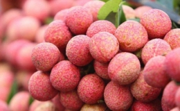 Bắc Giang c&oacute; th&ecirc;m 12 m&atilde; số v&ugrave;ng trồng vải thiều xuất khẩu