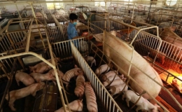 Gi&aacute; lợn hơi tăng mạnh