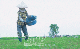 N&ocirc;ng d&acirc;n đổi đời nhờ c&acirc;y dược liệu