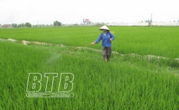 Th&aacute;i Thụy: Ph&ograve;ng trừ s&acirc;u bệnh cho hơn 10.000ha l&uacute;a xu&acirc;n