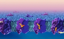 Triển vọng đưa thuốc c&oacute; chủ đ&iacute;ch v&agrave;o hệ thần kinh trung ương