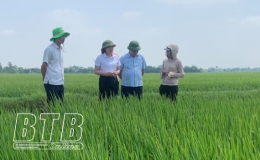  Vũ Thư đ&atilde; phun thuốc ph&ograve;ng trừ s&acirc;u cuốn l&aacute; nhỏ cho gần 4.700 ha l&uacute;a