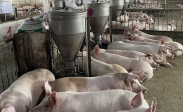 Gi&aacute; heo hơi gần chạm mốc 70.000 đồng một kg