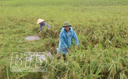 Khắc phục ảnh hưởng của mưa với l&uacute;a