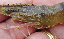 Một số lưu &yacute; khi t&ocirc;m nu&ocirc;i bị bệnh đốm trắng