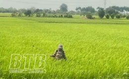 Quỳnh Phụ: Từ ng&agrave;y 5-7/5 phun trừ s&acirc;u cuốn l&aacute; nhỏ đợt 2