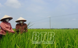 Th&aacute;i Thụy: Tập trung ph&ograve;ng, trừ s&acirc;u bệnh hại l&uacute;a vụ xu&acirc;n