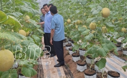  Thăm m&ocirc; h&igrave;nh sản xuất n&ocirc;ng nghiệp c&ocirc;ng nghệ cao tr&ecirc;n địa b&agrave;n huyện Hưng H&agrave;