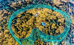 C&aacute;nh đồng rong v&agrave;ng ươm dưới l&ograve;ng đại dương