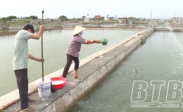 Đ&ocirc;ng Minh: Khoanh v&ugrave;ng xử l&yacute; bệnh đốm trắng tr&ecirc;n t&ocirc;m