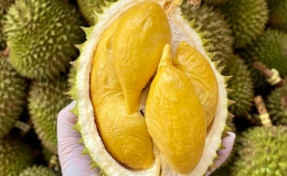 Mẹo chọn sầu ri&ecirc;ng ch&iacute;n tự nhi&ecirc;n, kh&ocirc;ng h&oacute;a chất