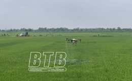 T&igrave;nh h&igrave;nh sản xuất n&ocirc;ng nghiệp tỉnh Th&aacute;i B&igrave;nh (đến ng&agrave;y 15/5/2025)