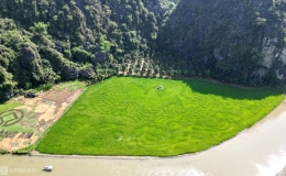 Tranh 'c&aacute; ch&eacute;p vượt vũ m&ocirc;n' khổng lồ tr&ecirc;n đồng l&uacute;a Tam Cốc