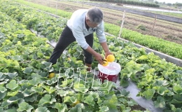 Trung An: Dưa hồng được m&ugrave;a, rớt gi&aacute;