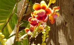 Ngất ng&acirc;y hương sắc hoa sala ở ch&ugrave;a 