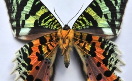 10 kỷ lục gia trong thế giới c&ocirc;n tr&ugrave;ng 