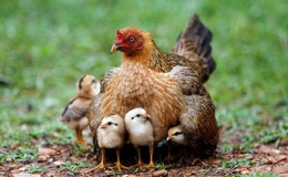 Ảnh động vật tuần qua