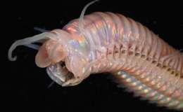 Những sinh vật kỳ dị tại "n&uacute;i lửa" dưới đ&aacute;y biển