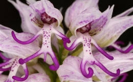 Hoa lan h&igrave;nh... người 