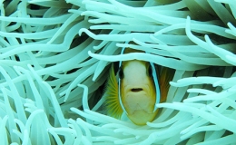 Những h&igrave;nh ảnh động vật đẹp nhất tuần 