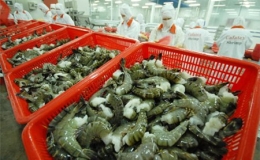 Mỹ bắt đầu thẩm tra&nbsp;doanh nghiệp&nbsp;xuất khẩu t&ocirc;m Việt Nam 