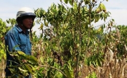 Gi&aacute; c&agrave;-ph&ecirc; ở T&acirc;y Nguy&ecirc;n giảm mạnh