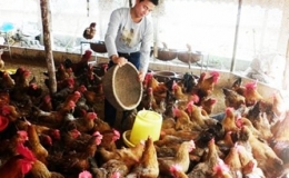 Gi&aacute; thức ăn chăn nu&ocirc;i tăng, gi&aacute; thịt giảm