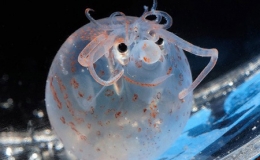 Những sinh vật biển khiến ch&uacute;ng ta giật m&igrave;nh th&iacute;ch th&uacute;