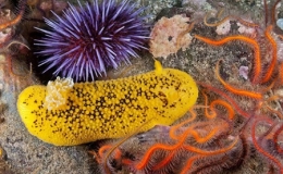 Những "tuyệt t&aacute;c của tạo h&oacute;a" nằm s&acirc;u dưới đ&aacute;y biển