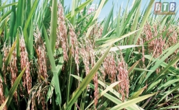 Triển vọng giống l&uacute;a Đ&ocirc;ng A1