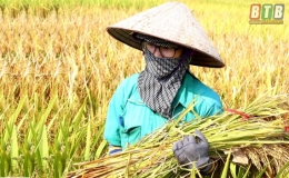 ThaiBinh Seed: Bộ giống l&uacute;a th&iacute;ch ứng với biến đổi kh&iacute; hậu