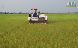 Th&aacute;i Thụy: Thu hoạch gần 2.000ha l&uacute;a xu&acirc;n