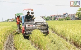 Đ&ocirc;ng Hưng, Quỳnh Phụ: Tập trung thu hoạch l&uacute;a xu&acirc;n