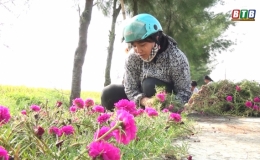 Đường hoa chị Hiền