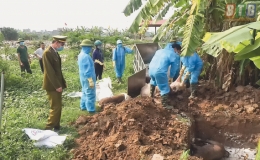 Th&aacute;i Thụy: 48/48 x&atilde;, thị trấn c&oacute; lợn bị bệnh dịch tả lợn ch&acirc;u Phi