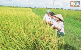 Hiệu quả từ một giống l&uacute;a mới,