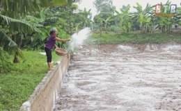 Hồng Tiến chăm s&oacute;c c&aacute;c đối tượng thủy sản m&ugrave;a nắng n&oacute;ng