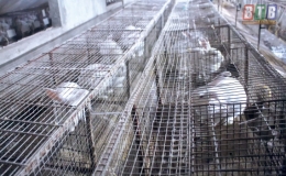 Khởi nghiệp từ thỏ New Zealand