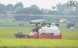 Hưng H&agrave;: Đẩy nhanh thu xu&acirc;n l&agrave;m m&ugrave;a