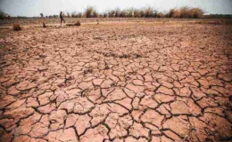 Hạn h&aacute;n, thiếu nước đe dọa h&agrave;ng chục ng&agrave;n h&eacute;c-ta c&acirc;y trồng