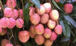 Trung Quốc ra khuyến c&aacute;o với quả vải xuất khẩu từ Việt Nam