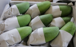 Xo&agrave;i Sơn La ch&iacute;nh thức c&oacute; mặt tại Mỹ