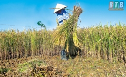 L&uacute;a gặt rồi c&ograve;n để lại rơm thơm