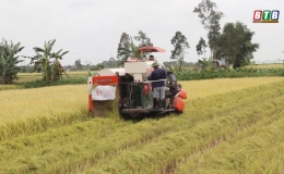 Li&ecirc;n kết sản xuất l&uacute;a giống ở Th&aacute;i Thọ