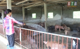 Đ&ocirc;ng Hưng: Th&ecirc;m 5 x&atilde; c&ocirc;ng bố hết bệnh dịch tả lợn ch&acirc;u Phi