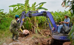 Th&agrave;nh phố: Ti&ecirc;u huỷ tr&ecirc;n 775 tấn lợn nhiễm bệnh dịch tả ch&acirc;u Phi