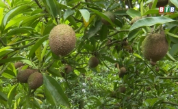 L&agrave;m gi&agrave;u từ c&acirc;y hồng xi&ecirc;m 