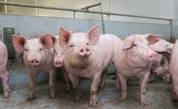 Một số giải ph&aacute;p cấp b&aacute;ch ph&ograve;ng, chống dịch tả lợn ch&acirc;u Phi